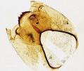 Tento a následující obrázek: příklady zbytků hlavových  schránek (kapsul) dvou pakomárů, kteří v jezeře převládali v různých obdobích jeho historie. Na tomto obrázku – pozdní glaciál a spodní holocén – morfotyp Chironomus plumosus. Ozubená tmavá struktura v levé části hlavové kapsule představuje dolní pysk (labium) doprovázený ze stran parala­biálními vějířky. Tyto nápadné části  ústního ústrojí se využívají pro determinaci nálezů. Snímky z optického mikroskopu, délka měřítka 100 μm. Foto D. Vondrák