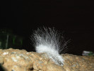 Kolonie mukoroidní houby rodu Mucor (oddělení Mucoromycota)  na kuním trusu v jeskyni Domica  ve Slovenském krasu. Foto A. Nováková