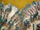Štětičkovec Penicillium vulpinum – detail typicky tvarovaných koremií na sladinovém agaru (BWA). Foto A. Nováková