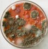 Petriho miska s koloniemi mikroskopických hub izolovanými z netopýřího guána na Sabouraudově agaru (SGA), převažuje štětičkovec P. glandicola. Foto A. Nováková
