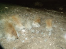 Psí exkrementy s nárostem druhu Rhizomucor pusillus (Mucoromycota) ve vstupní části jeskyně Limanu, Rumunsko. Foto A. Nováková