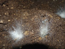 Netopýří dropinky i guánové depozity osídlují výraznými nárosty druhy rodu Mucor. Foto A. Nováková