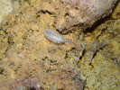 Troglobiontní stínka Trachelipus troglobius v rumunské jeskyni  Movile. Foto A. Nováková