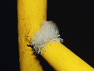 Charakteristické koremiální kolonie štětičkovce Penicillium glandicola (Ascomycota) – na kuním trusu. Koremia – prstovité útvary tvořené  srostlými konidiofory, blíže v textu. Foto A. Nováková