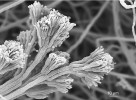 Štětičkovec Penicillium glandicola (Ascomycota) – detail konidioforů. Koremia – prstovité útvary tvořené  srostlými konidiofory, blíže v textu. Snímek ze skenovacího elektronového mikroskopu. Foto A. Nováková