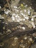 Schránky korbikuly asijské nalezené po predaci nejspíše nutrií (Myocastor coypus) v náhonu řeky Ohře. Foto L. Beran 