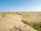 Pohyblivé duny s třtinou pobřežní (Calamagrostis pseudophragmites). Vnitřní Mongolsko, Bayannur, Čína. Foto J. Klimešová