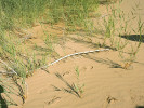 Třtina pobřežní (Calamagrostis pseudophragmites) má až 10 m dlouhé oddenky – zde je část oddenku odhalena na povrchu půdy – a snáší pravidelné zasypání pískem. Vnitřní Mongolsko, Bayannur, Čína. Foto J. Klimešová