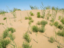  Částečně stabilizovaná duna s omanem Inula salsoloides a trávou Psammochloa villosa (lipnicovité – Poaceae). Vnitřní Mongolsko, Bayannur, Čína. Foto J. Klimešová