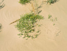 Oman Inula salsoloides odnožuje z horizontálně rostoucích kořenů a díky tomuto způsobu klonálního růstu se dokáže vyrovnat jak s hromaděním, tak s úbytkem substrátu. Vnitřní Mongolsko, Bayannur, Čína. Foto J. Klimešová