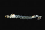 Takřka průhledná larva koretry v posledním instaru před kuklením.  U předních plynových měchýřků  jsou vidět již připravené dýchací růžky budoucí kukly. Foto M. Černý