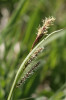 Ostřice chabá (Carex flacca),  jako příklad často dominujících, ale nenápadných ostřic. Foto P. Hájková