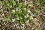 Příklady zajímavých druhů   vápnitých slatinišť – konkurenčně slabý vítod nahořklý (Polygala amarella). Foto P. Hájková