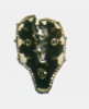 Průřez listovou čepelí kostřavy ametystové (Festuca amethystina) je mnohoúhelníkový s nejméně 7 oddělenými sklerenchymatickými provazci a 5–7 cévními svazky. Foto J. Roleček