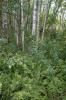 Bažinné březiny a olšiny s břízou pýřitou (Betula pubescens) a kapradiníkem bažinným (Thelypteris palustris) v podrostu. Foto A. a T. Kučerovi