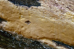 Hlinák cihlový (Erastia ochraceolateritia). Foto J. Holec 