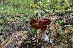 Ucháč čepcovitý (Gyromitra infula),  vzácnější druh tlejícího dřeva jehličnanů. Foto J. Holec