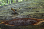 Ohňovec rezavohnědý (Phellinidium ferrugineofuscum) na tlejícím kmenu  mohutného smrku. Pralesní druh s montánně-boreálním charakterem rozšíření.  Foto J. Holec