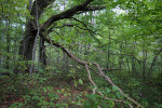 Věkovité duby letní (Quercus robur) rostou ojediněle na kamových sedimentech mezi jezírkem Suchar I a Správou NP Wigry v Krzywem. Foto T. Kučera
