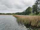  Okraje jezer s orobinci (Typha)  a šáchorovitými (Cyperaceae), později  pak obrůstají rákosem (Phragmites). Foto T. Kučera