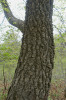 Silná borka korkovníku amurského (Phellodendron amurense) chrání kmeny tohoto stromu před účinky ohně. Foto L. Čížek