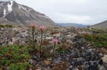 Staré ledovcové morény pokrývá mozaika půdních krust a odolné arktické vegetace, zde s vrbou polární (Salix polaris) a všivcem Pedicularis hirsuta. Foto M. Devetter