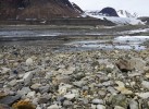 Ustupující čelo ledovce za sebou ne­chává téměř čistě minerální substrát, na němž se půda vyvíjí od samého počátku. Foto M. Devetter