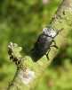 Krasec temný (Capnodis tenebrionis) už je zřejmě minulostí nejen v Praze, ale v celých Čechách. V 50. letech 20. stol. se ještě vyskytoval v Praze na Žvahově, s ústupem pastvy však zřejmě zcela  vymizel. Ke svému vývoji totiž potřebuje osluněné paty trnek a některých  ovocných stromů a ty nacházel jen tam, kde se páslo. Slovensko, Štúrovo. Foto S. Bílý