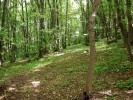 Na území Chuchelského háje  nalezneme zbytky pařezinového hospodaření se starými listnatými stromy  (převážně duby). Jedna z nejbohatších lokalit krasců vyžadujících ke svému vývoji duby nejrůznějšího stáří. Foto S. Bílý