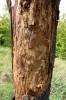 Po mnoha letech jsou kmeny  vhodných třešní larvami krasce  třešňového doslova „převálcovány“. Praha-Jarov. Foto R. Rejzek