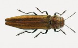 Agrilus mendax patří mezi nejvzácnější druhy našich krasců. Jeho larva se vyvíjí v odumírajících jeřábech ptačích (Sorbus aucuparia). Exemplář z Plzeňska. Foto S. Bílý