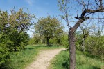 Třešňovka v Praze na Jarově – vynikající a známá lokalita všech druhů krascovitých (Buprestidae), které se vyvíjejí v ovocných stromech. Foto R. Rejzek