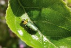 Krasec lesklý (Anthaxia nitidula)  patří dosud k hojným broukům i v Praze. Samec, Praha-Jarov. Foto R. Rejzek