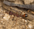 Různé podoby křídel. Druhotná ztráta křídel mravence Myrmecia nigriscapa. Foto L. Janošík