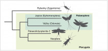 Zjednodušený kladogram příbuzenských vztahů vybraných skupin hmyzu. Sesterskou skupinou křídlatého hmyzu 2(Pterygota) jsou rybenky, v rámci dnešních křídlatých rozlišujeme paleopterní linii, zahrnující vážky a jepice, a neopterní linii s ostatními současnými hmyzími řády, ke které je sesterský vymřelý prvohorní nadřád Palaeodictyopterida. Příbuzenské vztahy podle: B. Misof a kol. (2014) a P. Sroka a kol. (2014). Orig. K. Rosová