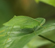 Různé podoby křídel. Krytky u kobylky Orophus sp. Foto L. Janošík