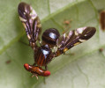 Různé podoby křídel. Haltery vrtule (Themara sp.). Foto L. Janošík