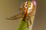  Mládě křižáka lučního (Mangora acalypha). Foto I. Wenischová