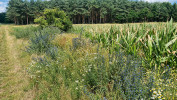 Ruderální biotopy a agrocenózy patří  k typickým místům výskytu zmíněného  druhu křižáka. Foto A. Prágr