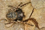 Samice křižáka podkorního (N. umbratica). Pavouk je díky svému zbarvení na kůře stromů dokonale maskovaný. Foto A. Kůrka
