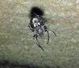 Křižák podkorní (N. umbratica) má na černé spodní straně, na místě plicních vaků, pár kontrastních bílých skvrn, o nichž se soudí, že lákají noční hmyz. Foto V. Kroc