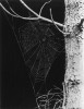 Síť dospělé samice křižáka podkorního (N. umbratica) na kmeni borovice. Patrný je rám sítě, radiální vlákna, zapředený střed a lepivá spirála. V porovnání s jinými křižáky bývá síť tohoto druhu poměrně řídká. Z publikace E. Nielsena (1932)