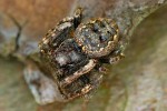 Samice evropského  pavouka roku 2017 –  křižáka podkorního (Nuctenea umbratica). Díky zbarvení bývá tento druh na kůře stromů dokonale maskovaný. Foto A. Kůrka