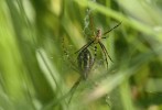 Dospělý samec křižáka pruhovaného poblíž budoucí  družky; rod Argiope má ze všech  evropských rodů křižáků nejnápadnější sexuální dimorfismus. Foto V. Kroc