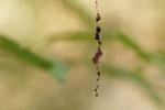 Samice křižáka vířivého (Cyclosa conica) na síti uprostřed stabilimenta se zapředenými zbytky kořisti nebo opadu z okolních rostlin. Foto M. Dobránský