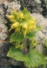 Kavkazský endemit zasahující  okrajově až do vysokohoří východního  Turecka – krtičník zlatožlutý (Scrophularia chrysantha). Představuje běžný  vysokohorský druh typický zejména  pro krystalická pohoří. Snímky L. a E. Ekrtovi