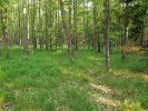 Smíšený les s travním podrostem – typická lokalita zvýšeného výskytu  klíštěte obecného (Ixodes ricinus).  Branišovský hvozd u Českých Budějovic. Foto J. Erhart