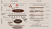 Modelové schéma příjmu a trávení hemoglobinu z hostitelské krve  u samic klíštěte obecného.  Degradaci v trávicím váčku (vpravo) zahajuje činnost endopeptidáz  typu katepsin D (IrCD) podporovaných katepsinem L (IrCL) a legumainem  (asparaginylovou endopeptidázou/IrAE), odpovědným za primární události  v štěpení hemoglobinu.  Aktivita katepsinu B (IrCB) se podílí  na produkci menších, sekundárních  fragmentů. Množina peptidových  fragmentů uvolněných těmito  endopeptidázami je degradována  působením exopeptidáz prostřednictvím dipeptidázové činnosti IrCB  a katepsinu C (IrCC). Monopeptidázy, včetně serinové karboxypeptidázy (SCP) a leucinyl-aminopeptidázy (LAP),  se zřejmě podílejí na tvorbě volných  aminokyselin z dipeptidů, které  následně slouží k tvorbě vaječných  proteinů a rozmnožování klíšťat.  Orig. D. Sojka