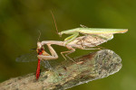 Unikátní snímek samce (zelený)  a samice (hnědá) kudlanky nábožné (Mantis religiosa) během páření. Samice si pochutnává   na vážce rudé (Sympetrum sanguineum),  takže na pozření samečka již zřejmě  pomýšlet nebude. Foto Z. Laštůvka
