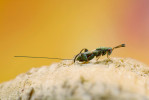 Ootéky kudlanek lákají různé parazity a parazitoidy. Krásenky rodu Podagrion (čeleď Torymidae) patří mezi   nejvýznamnější parazitoidy kudlanek.  Foto P. Šípek